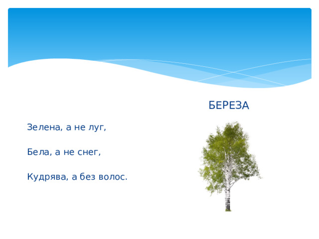 БЕРЕЗА Зелена, а не луг, Бела, а не снег, Кудрява, а без волос. 