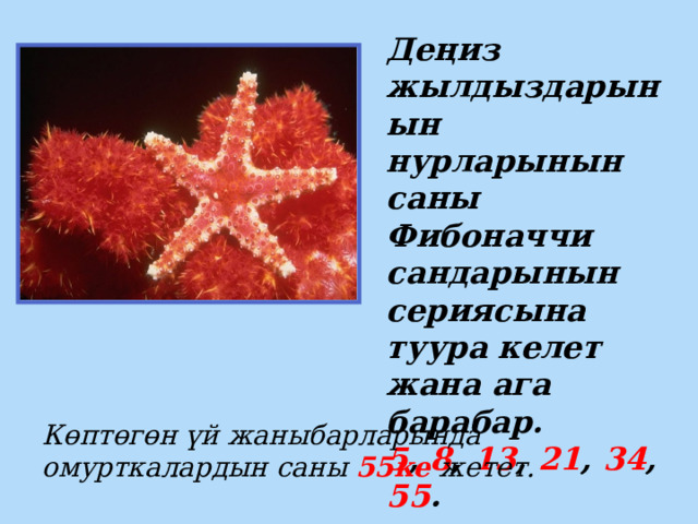 Деңиз жылдыздарынын нурларынын саны Фибоначчи сандарынын сериясына туура келет жана ага барабар. 5 , 8 , 13 , 21 , 34 , 55 . Көптөгөн үй жаныбарларында омурткалардын саны 55ке жетет. 