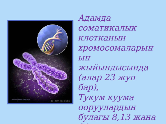 Адамда соматикалык клетканын хромосомаларынын жыйындысында (алар 23 жуп бар), Тукум куума ооруулардын булагы 8,13 жана 21 жуп хромосома болуп саналат. 
