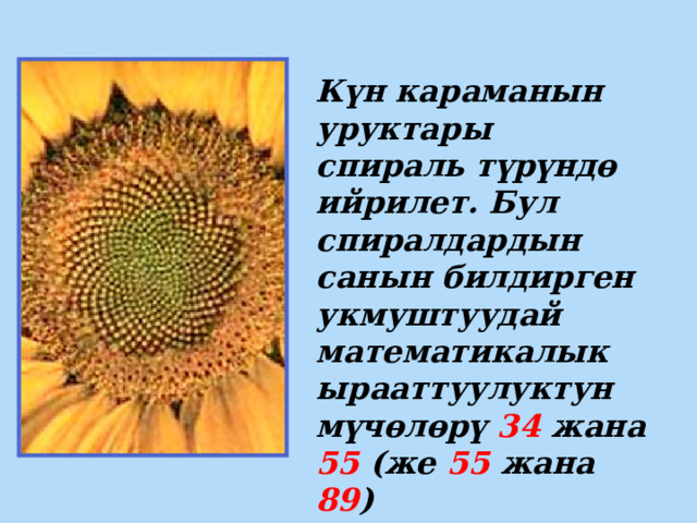 Күн караманын уруктары спираль түрүндө ийрилет. Бул спиралдардын санын билдирген укмуштуудай математикалык ырааттуулуктун мүчөлөрү 34 жана 55 (же 55 жана 89 ) 