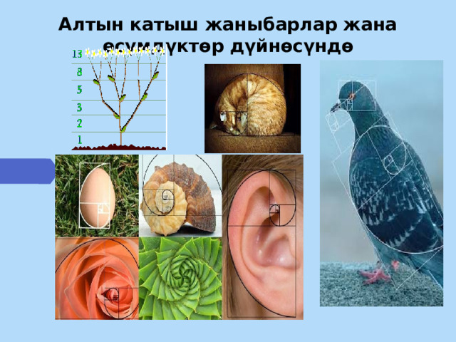 Алтын катыш жаныбарлар жана өсүмдүктөр дүйнөсүндө 