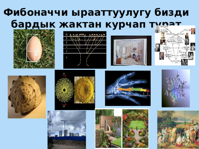 Фибоначчи ырааттуулугу бизди бардык жактан курчап турат 