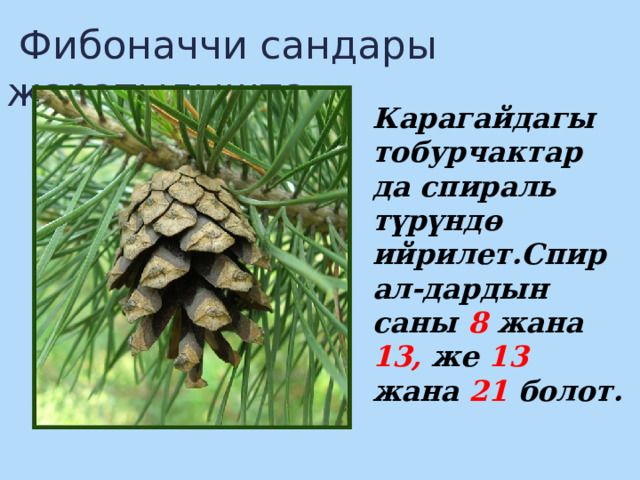  Фибоначчи сандары жаратылышта Карагайдагы тобурчактар да спираль түрүндө ийрилет.Спирал-дардын саны 8 жана 13, же 13 жана 21 болот. 