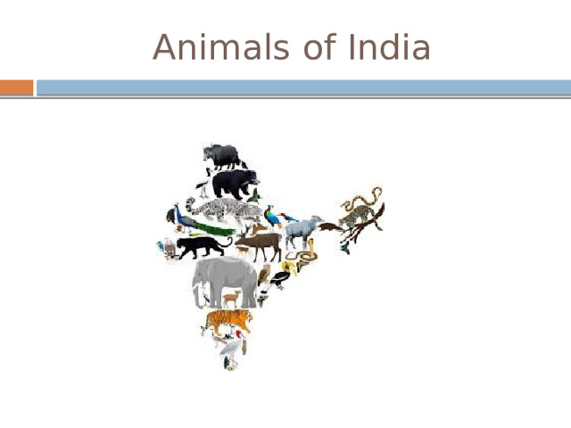 Animals of India 