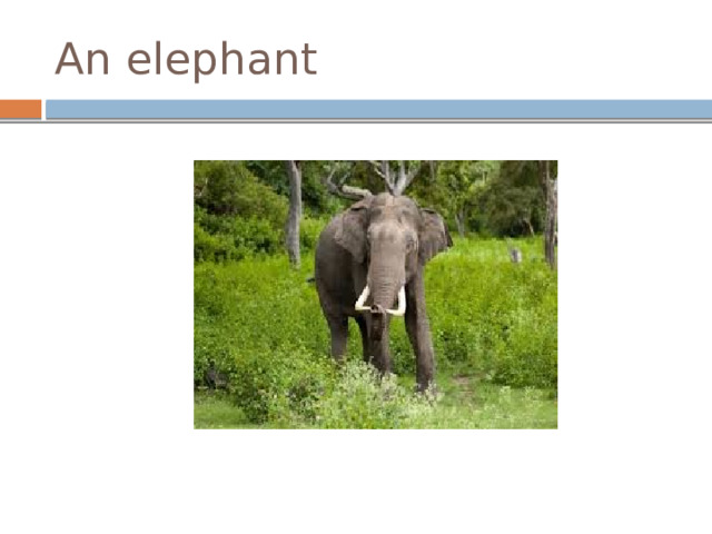An elephant 