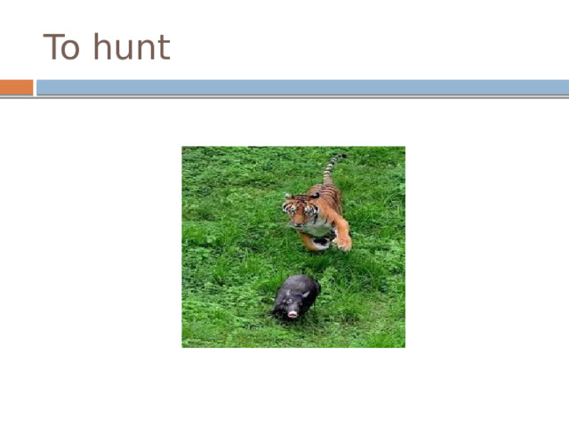 To hunt 