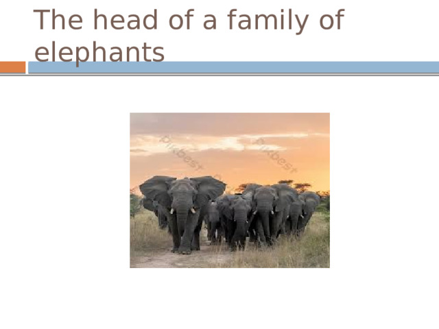 The head of a family of elephants 