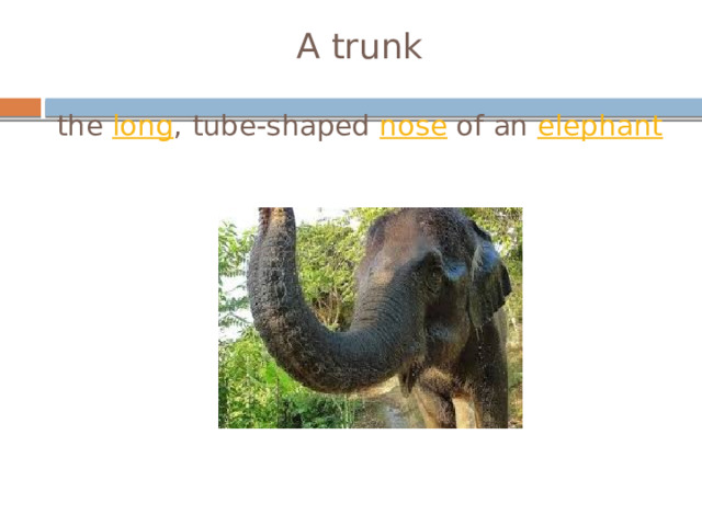 A trunk   the  long , tube-shaped  nose  of an  elephant 
