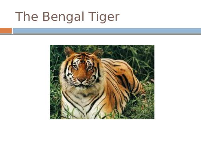 The Bengal Tiger 