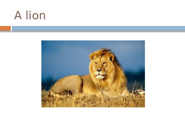A lion 