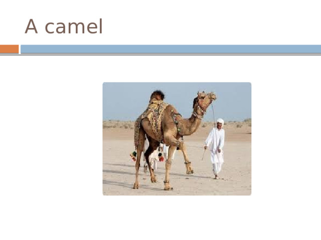 A camel 