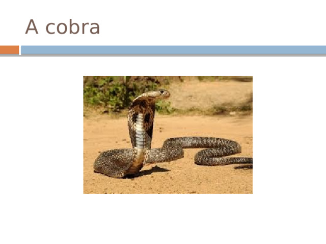 A cobra 