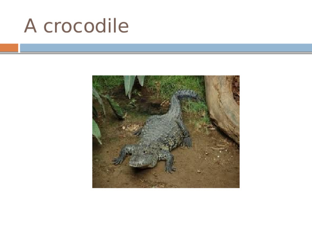 A crocodile 