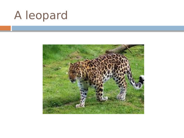 A leopard 
