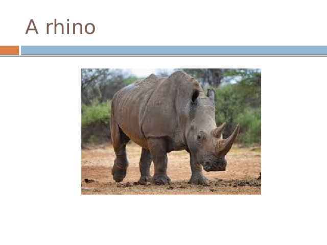 A rhino 