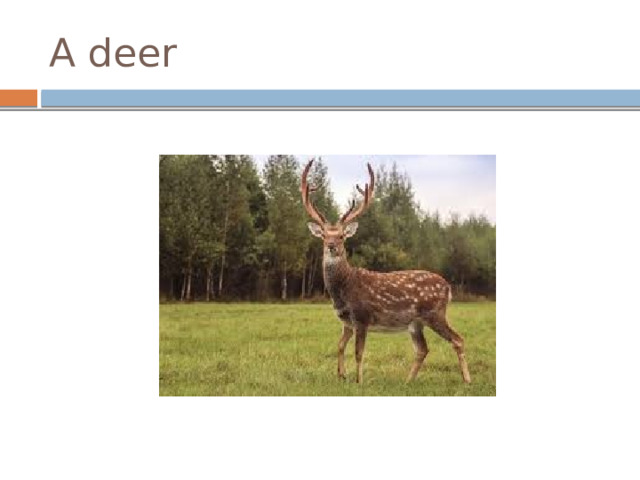 A deer 