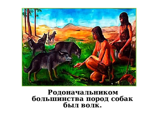   Родоначальником большинства пород собак был волк. 