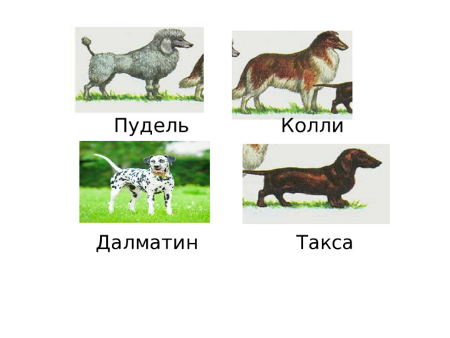    Пудель Колли      Далматин Такса   
