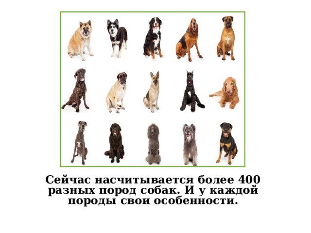   Сейчас насчитывается более 400 разных пород собак. И у каждой породы свои особенности. 
