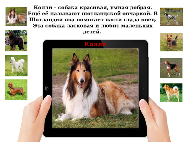 Колли – собака красивая, умная добрая. Ещё её называют шотландской овчаркой. В Шотландии она помогает пасти стада овец. Эта собака ласковая и любит маленьких детей. Колли 