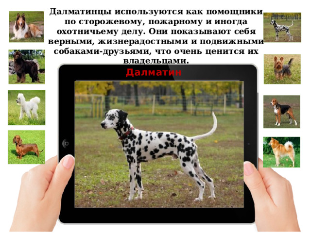 Далматинцы используются как помощники по сторожевому, пожарному и иногда охотничьему делу. Они показывают себя верными, жизнерадостными и подвижными собаками-друзьями, что очень ценится их владельцами . Далматин 
