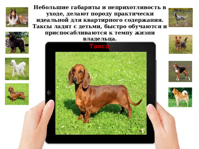 Небольшие габариты и неприхотливость в уходе, делают породу практически идеальной для квартирного содержания. Таксы ладят с детьми, быстро обучаются и приспосабливаются к темпу жизни владельца. Такса 