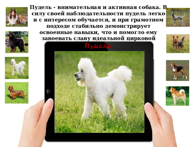 Пудель - внимательная и активная собака. В силу своей наблюдательности пудель легко и с интересом обучается, и при грамотном подходе стабильно демонстрирует освоенные навыки, что и помогло ему завоевать славу идеальной цирковой собаки . Пудель 