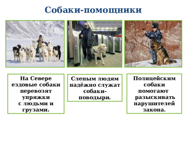 Собаки-помощники Полицейским собаки помогают  разыскивать нарушителей закона. На Севере ездовые собаки перевозят упряжки с людьми и грузами . Слепым людям надёжно служат собаки-поводыри.  