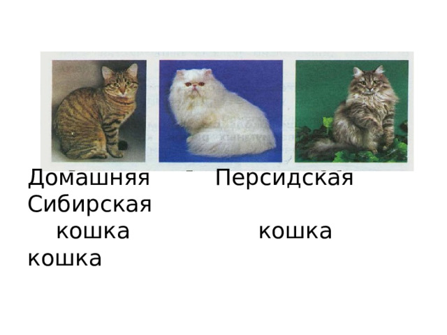    Домашняя Персидская Сибирская  кошка кошка кошка 