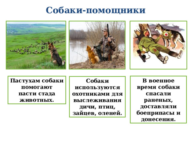 Собаки-помощники В военное время собаки спасали раненых, доставляли боеприпасы и донесения. Пастухам собаки помогают пасти стада животных. Собаки используются охотниками для выслеживания дичи, птиц, зайцев, оленей.  