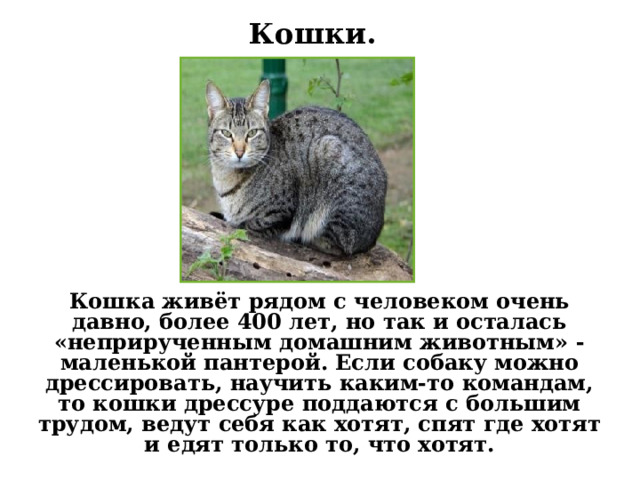 Кошки.   Кошка живёт рядом с человеком очень давно, более 400 лет, но так и осталась «неприрученным домашним животным» - маленькой пантерой. Если собаку можно дрессировать, научить каким-то командам, то кошки дрессуре поддаются с большим трудом, ведут себя как хотят, спят где хотят и едят только то, что хотят. 