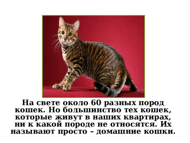   На свете около 60 разных пород кошек. Но большинство тех кошек, которые живут в наших квартирах, ни к какой породе не относятся. Их называют просто – домашние кошки. 