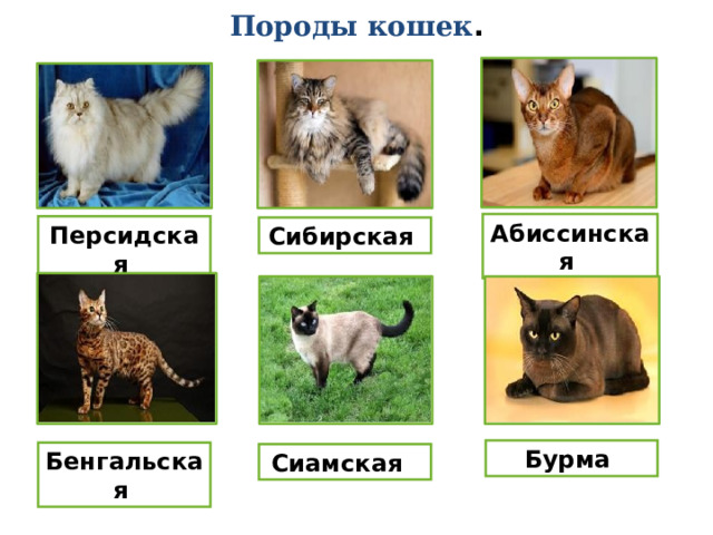 Породы кошек . Абиссинская Персидская Сибирская Бурма Бенгальская Сиамская 