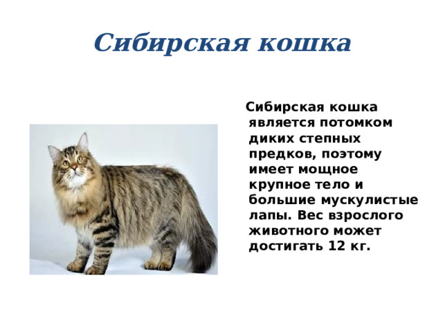Сибирская кошка  Сибирская кошка является потомком диких степных предков, поэтому имеет мощное крупное тело и большие мускулистые лапы. Вес взрослого животного может достигать 12 кг. 