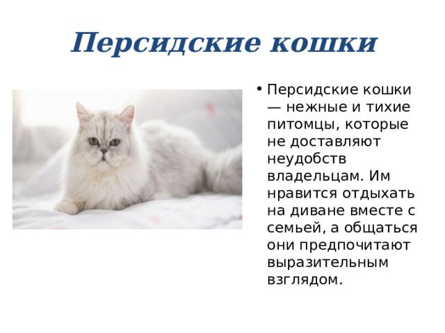 Персидские кошки Персидские кошки — нежные и тихие питомцы, которые не доставляют неудобств владельцам. Им нравится отдыхать на диване вместе с семьей, а общаться они предпочитают выразительным взглядом. 