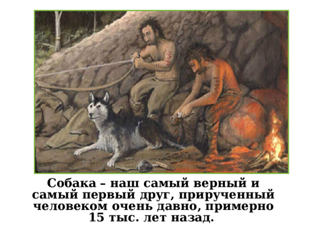   Собака – наш самый верный и самый первый друг, прирученный человеком очень давно, примерно 15 тыс. лет назад. 