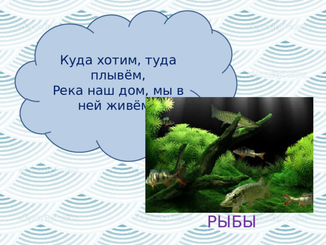 Куда хотим, туда плывём,  Река наш дом, мы в ней живём.  РЫБЫ 