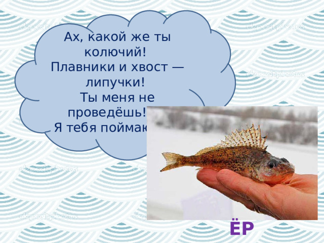 Ах, какой же ты колючий!   Плавники и хвост — липучки!   Ты меня не проведёшь! —   Я тебя поймаю,...!   ЁРШ 