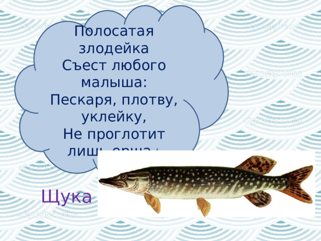 Полосатая злодейка  Съест любого малыша:  Пескаря, плотву, уклейку,  Не проглотит лишь ерша.  Щука 