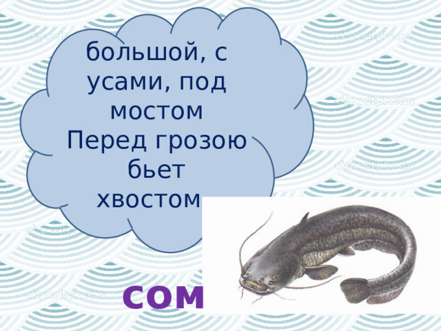 большой, с усами, под мостом  Перед грозою бьет хвостом.  сом 