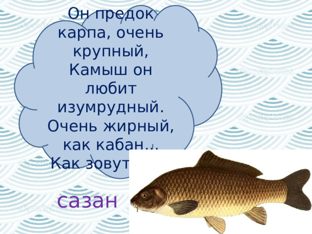 Он предок карпа, очень крупный,  Камыш он любит изумрудный.  Очень жирный, как кабан...  Как зовут его? сазан 