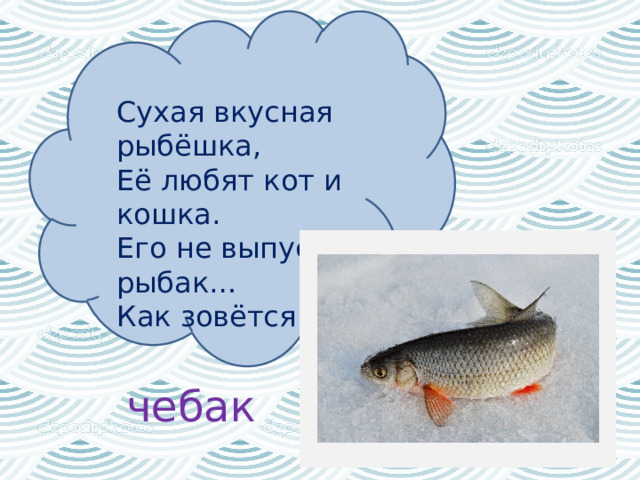   Сухая вкусная рыбёшка,  Её любят кот и кошка.  Его не выпустит рыбак…  Как зовётся он? чебак 