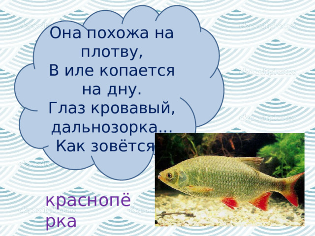 Она похожа на плотву,  В иле копается на дну.  Глаз кровавый, дальнозорка...  Как зовётся?  краснопёрка 