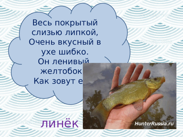 Весь покрытый слизью липкой,  Очень вкусный в ухе шибко.  Он ленивый, желтобок...  Как зовут его? линёк 