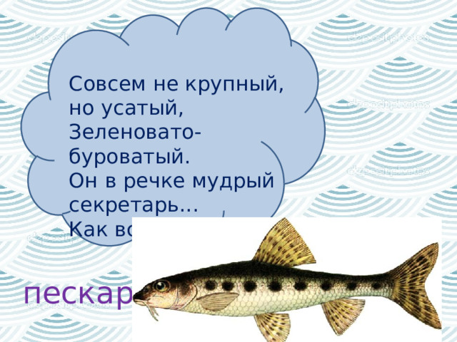   Совсем не крупный, но усатый,  Зеленовато-буроватый.  Он в речке мудрый секретарь...  Как все зовут его?  пескарь 