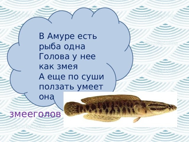   В Амуре есть рыба одна Голова у нее как змея А еще по суши ползать умеет она змееголов 