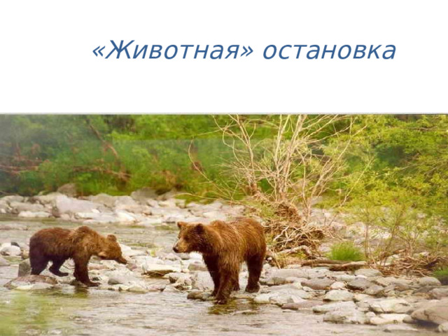 «Животная» остановка 