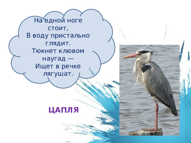 На одной ноге стоит,  В воду пристально глядит.  Тюкнет клювом наугад —  Ищет в речке лягушат. ЦАПЛЯ 