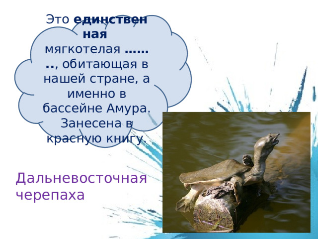 Это  единственная   мягкотелая  …….. , обитающая в нашей стране, а именно в бассейне Амура. Занесена в красную книгу. Дальневосточная черепаха 