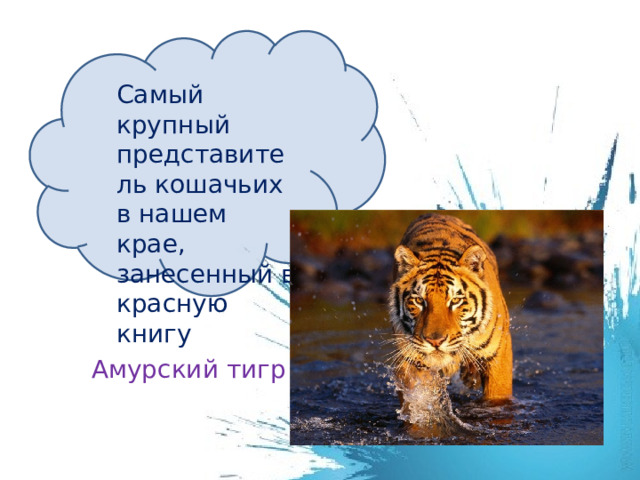 Самый крупный представитель кошачьих в нашем крае, занесенный в красную книгу Амурский тигр 